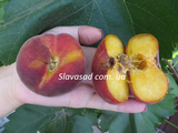  Свит Ринг (Platiforone ,Sweet Ring) (жердель)